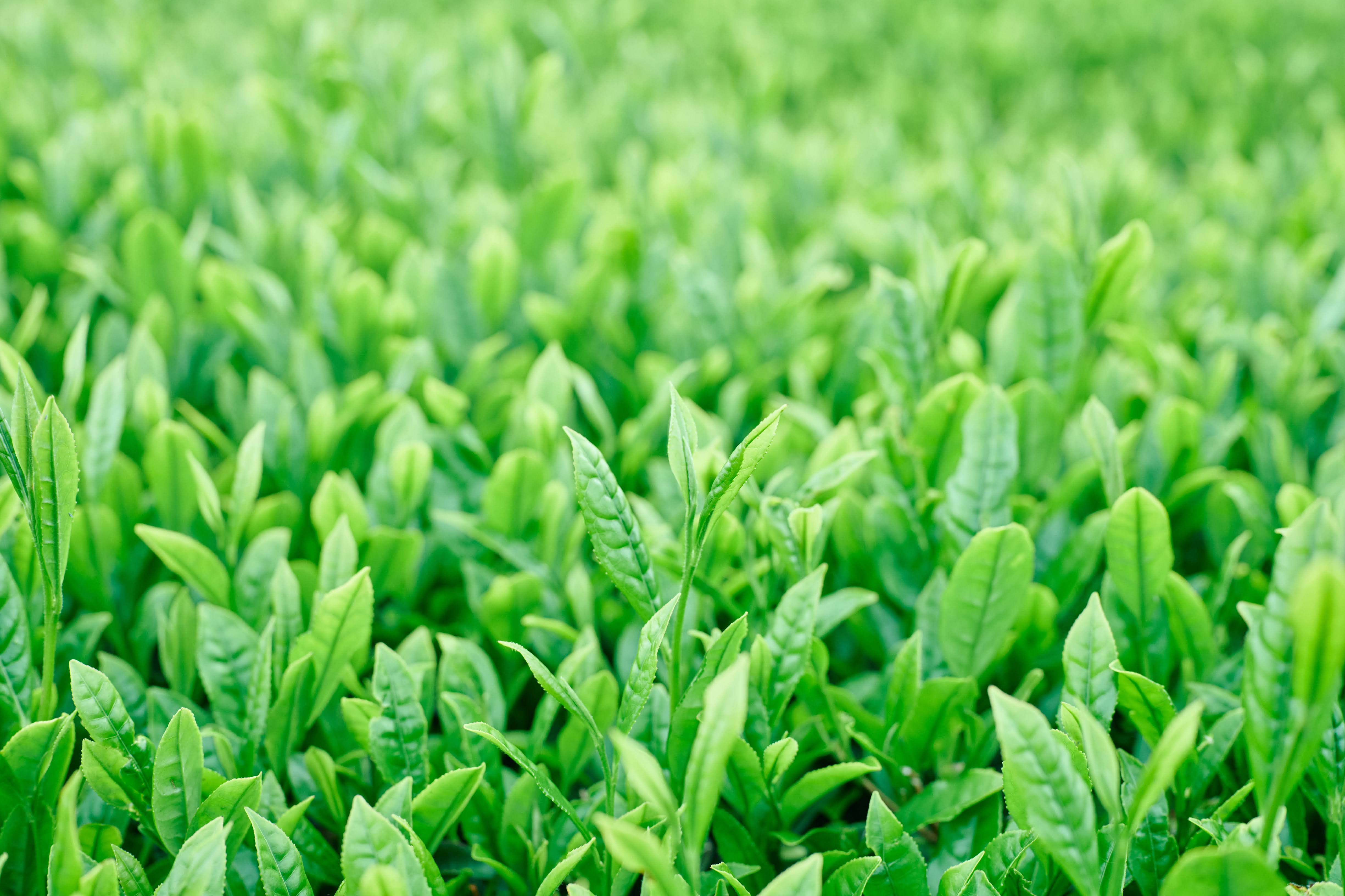 Japanese tea plantation