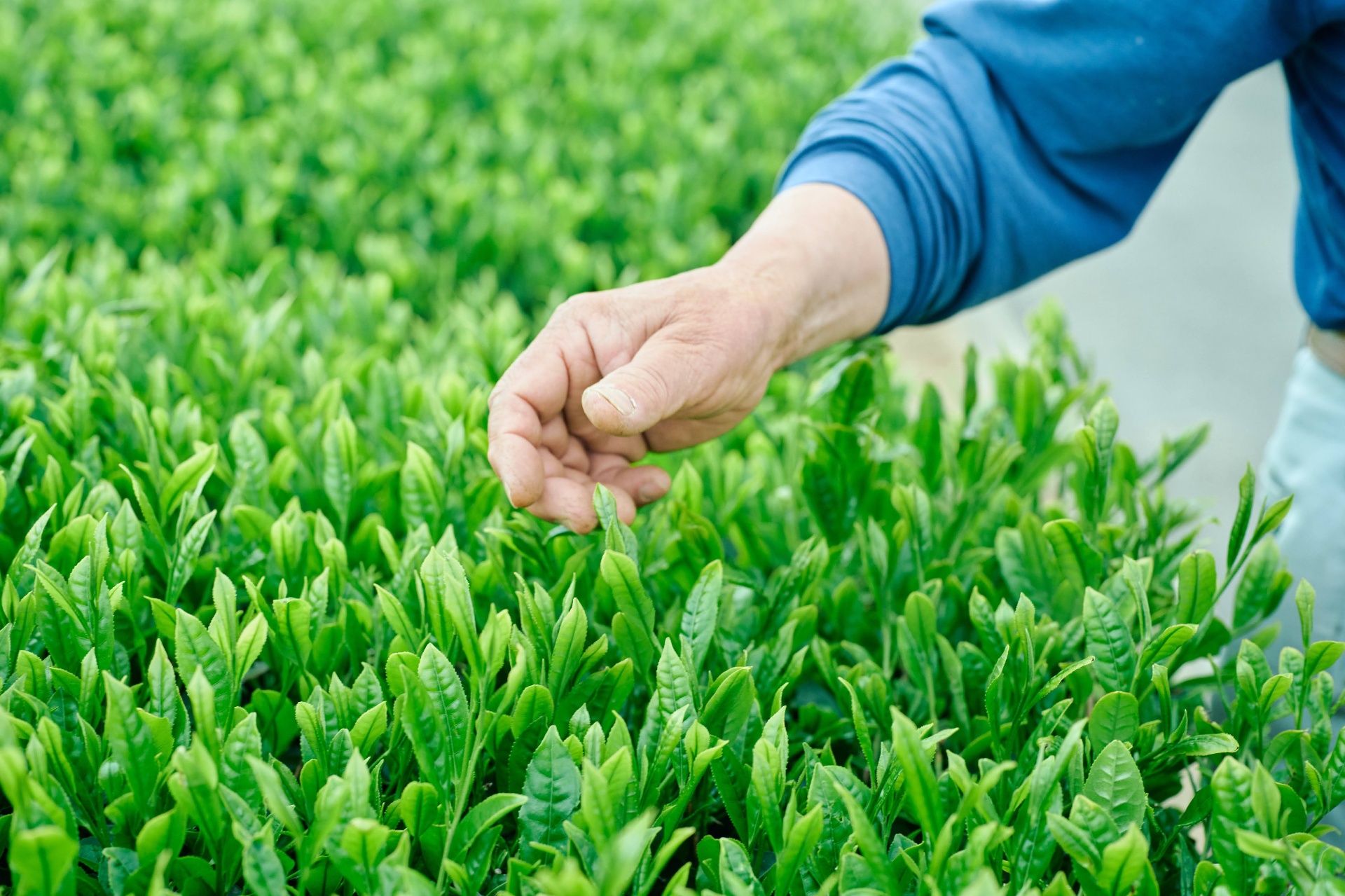 Plantación de té en terrazas, Uji Kyoto