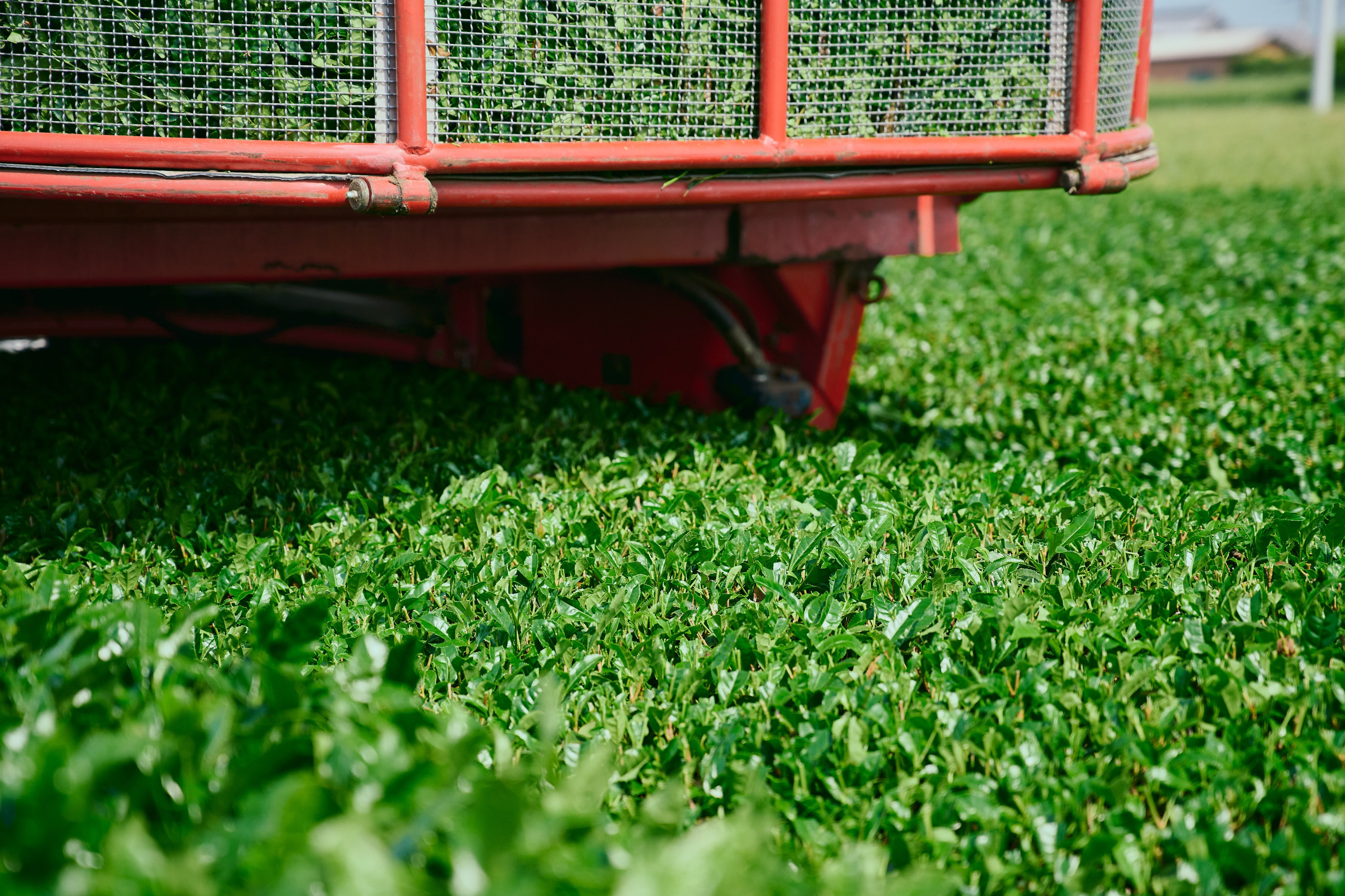 Campos de té en Kagoshima